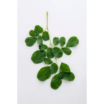 Fresh Moringa Leaves